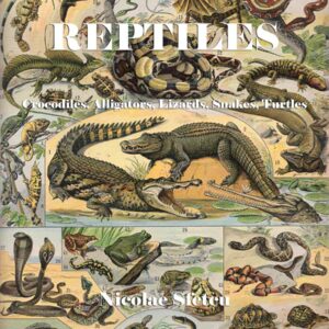 Reptiles - Crocodiles, Alligators, Lizards, Snakes, Turtles